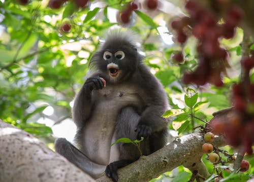 Brown Monkey on Tree Branch