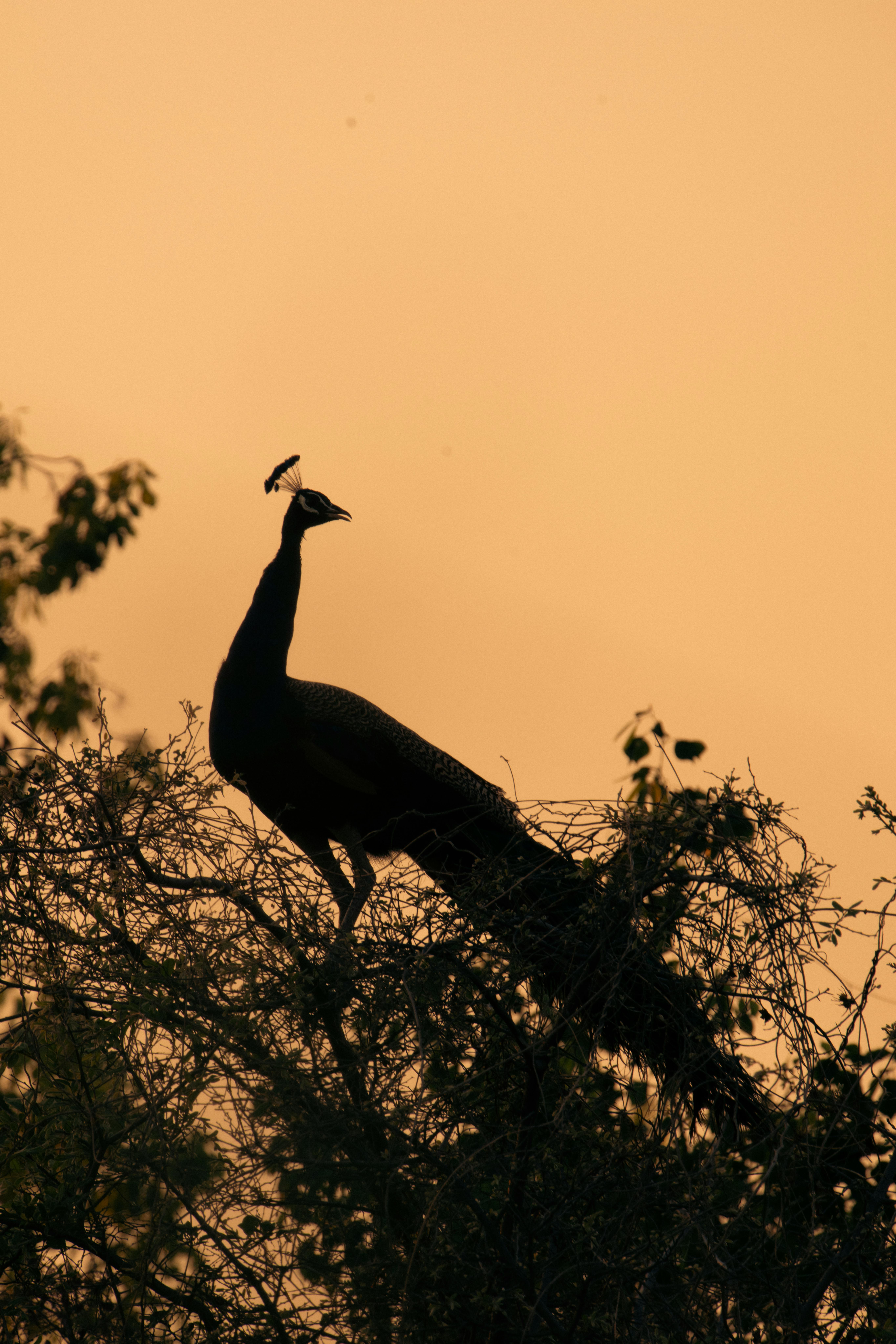 Captivating silhouette of an Indian peacock perched on a tree branch against a warm sunset sky.