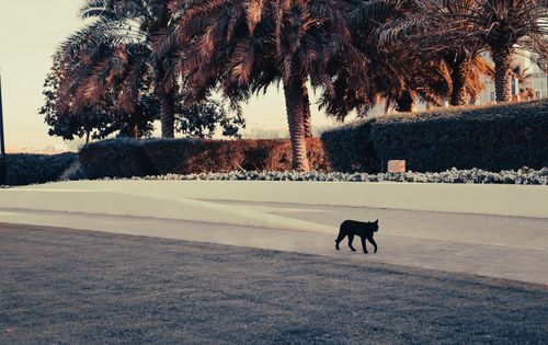 Free stock photo of adorable animal, afternoon walk, black cat Stock Photo