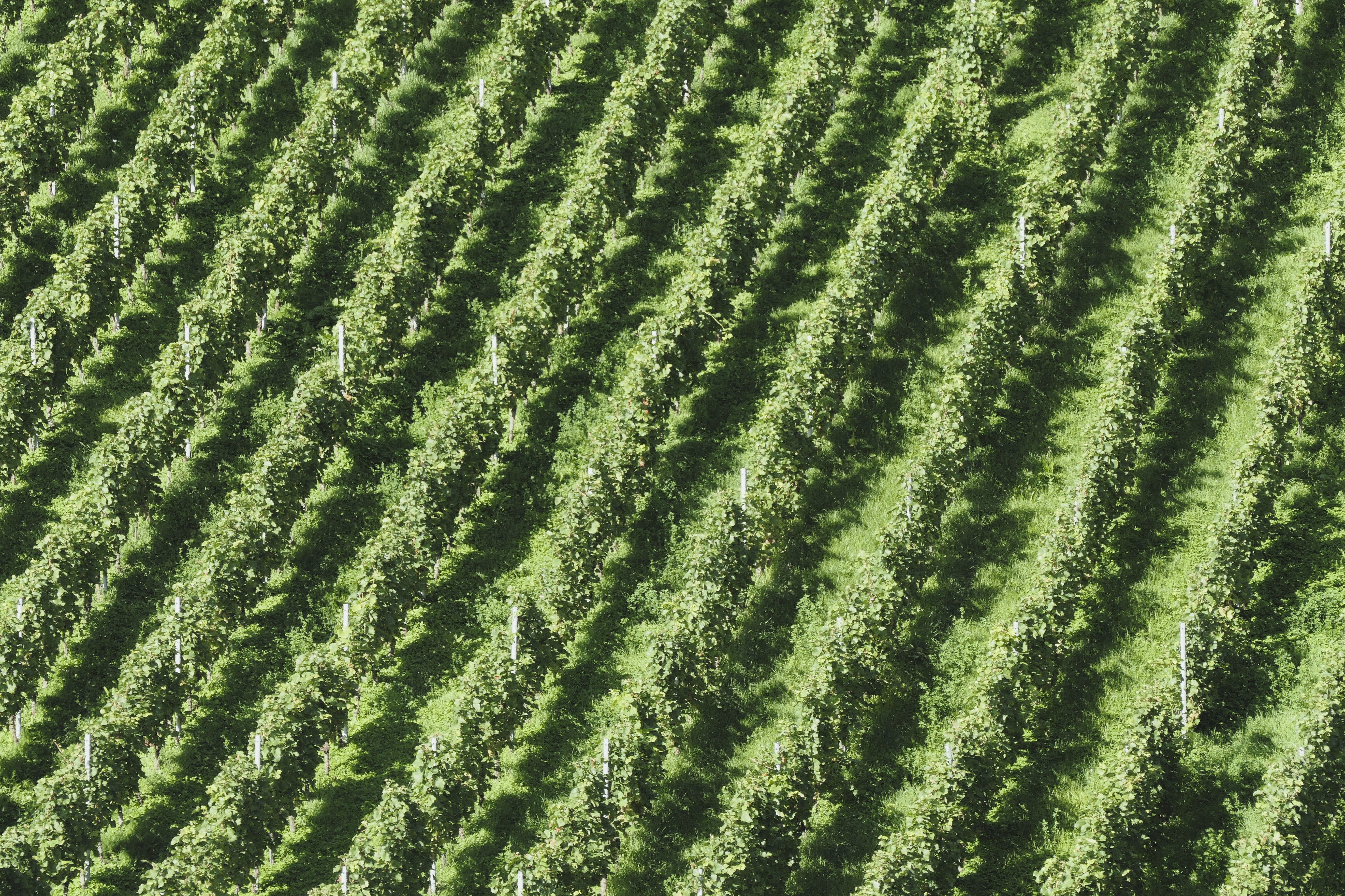 Aerial view of vibrant green vineyard with symmetrical rows and lush grapevines.