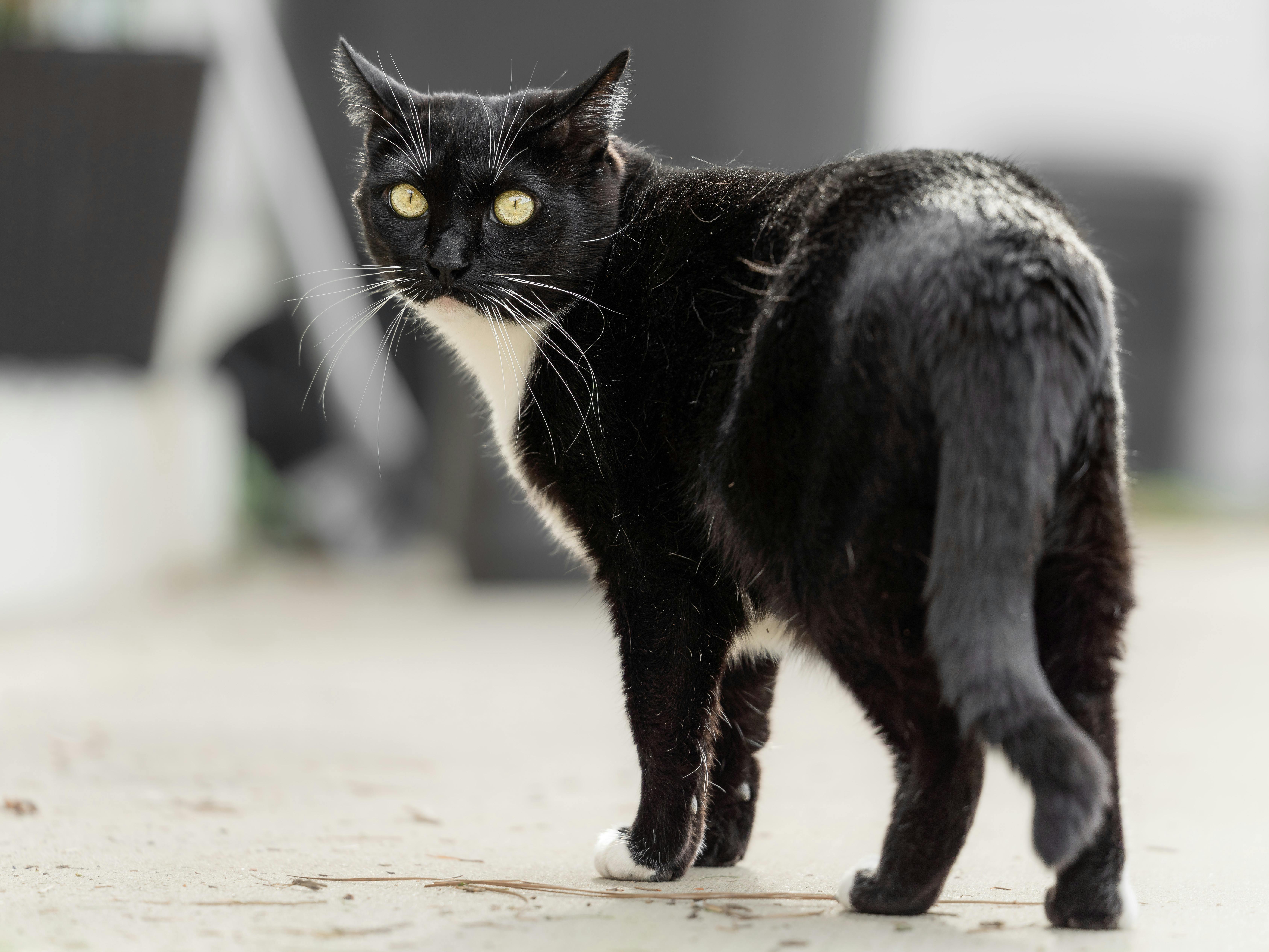 A black and white cat with striking yellow eyes turns to look back in an outdoor setting.