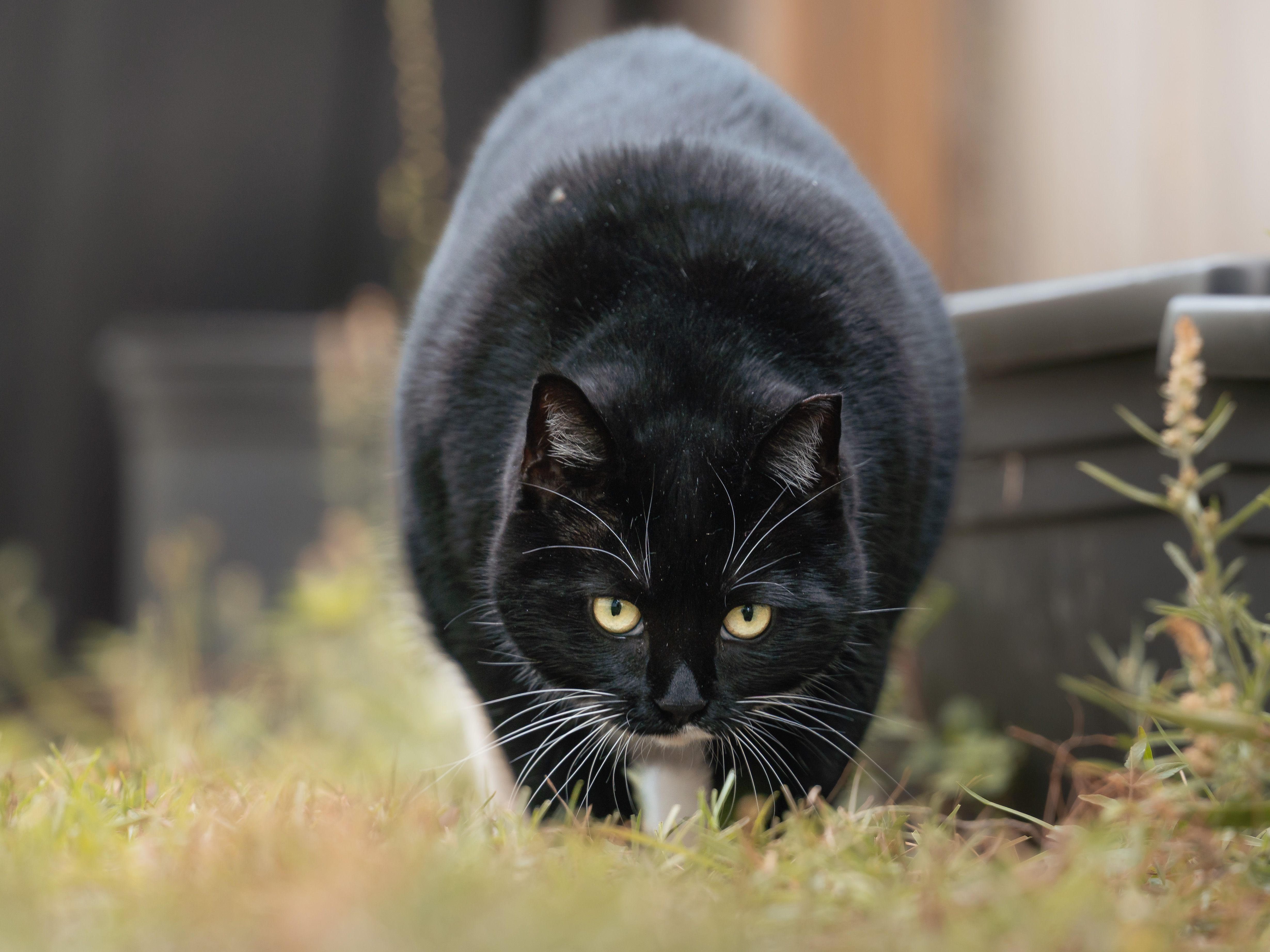 Close-Up of Black Cat Stalking in Garden · Free Stock Photo