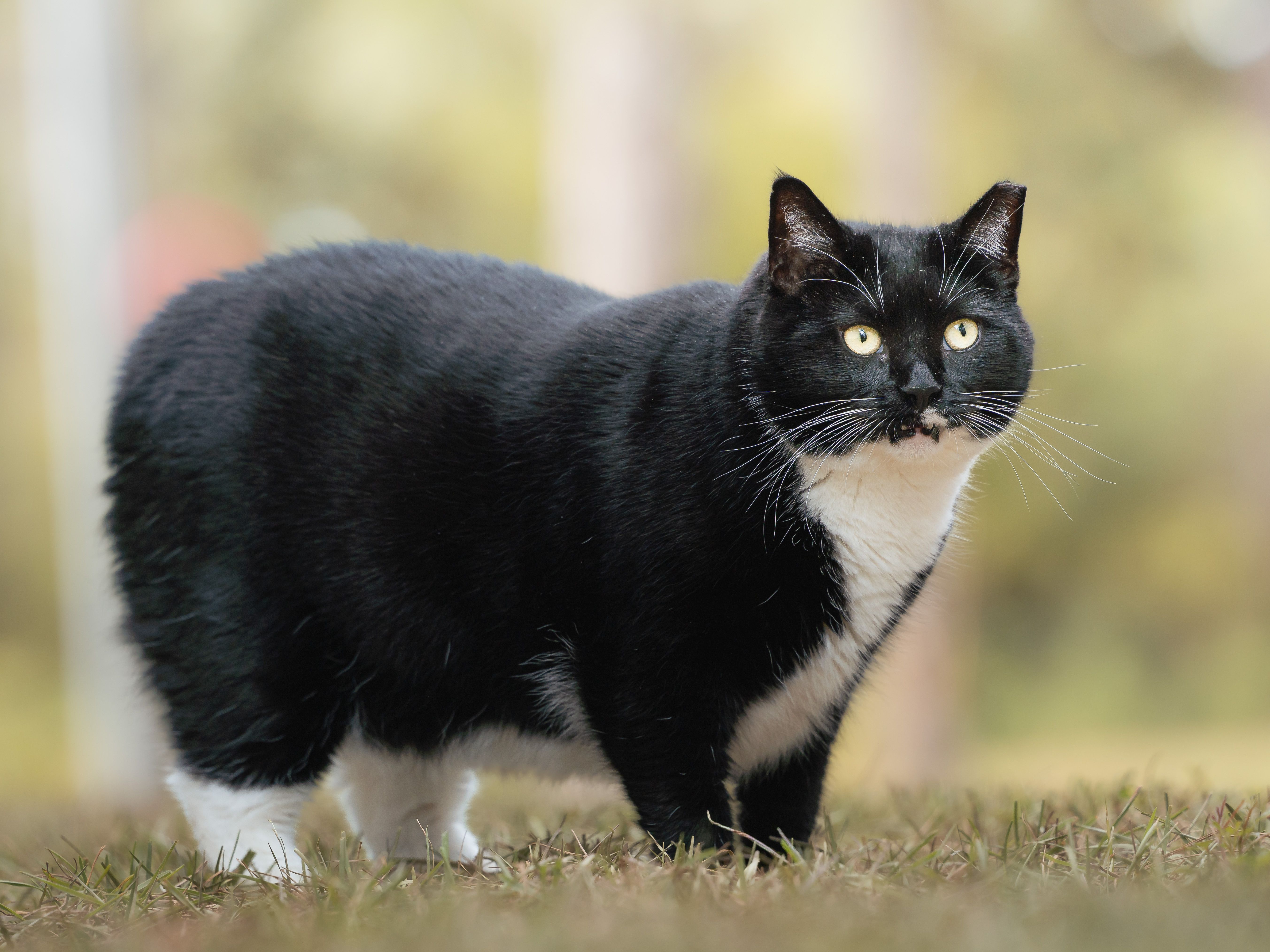 pet insurance, veterinary expenses, pet health costs, pet finance and insurance — Photo by Dmytro Koplyk on Pexels