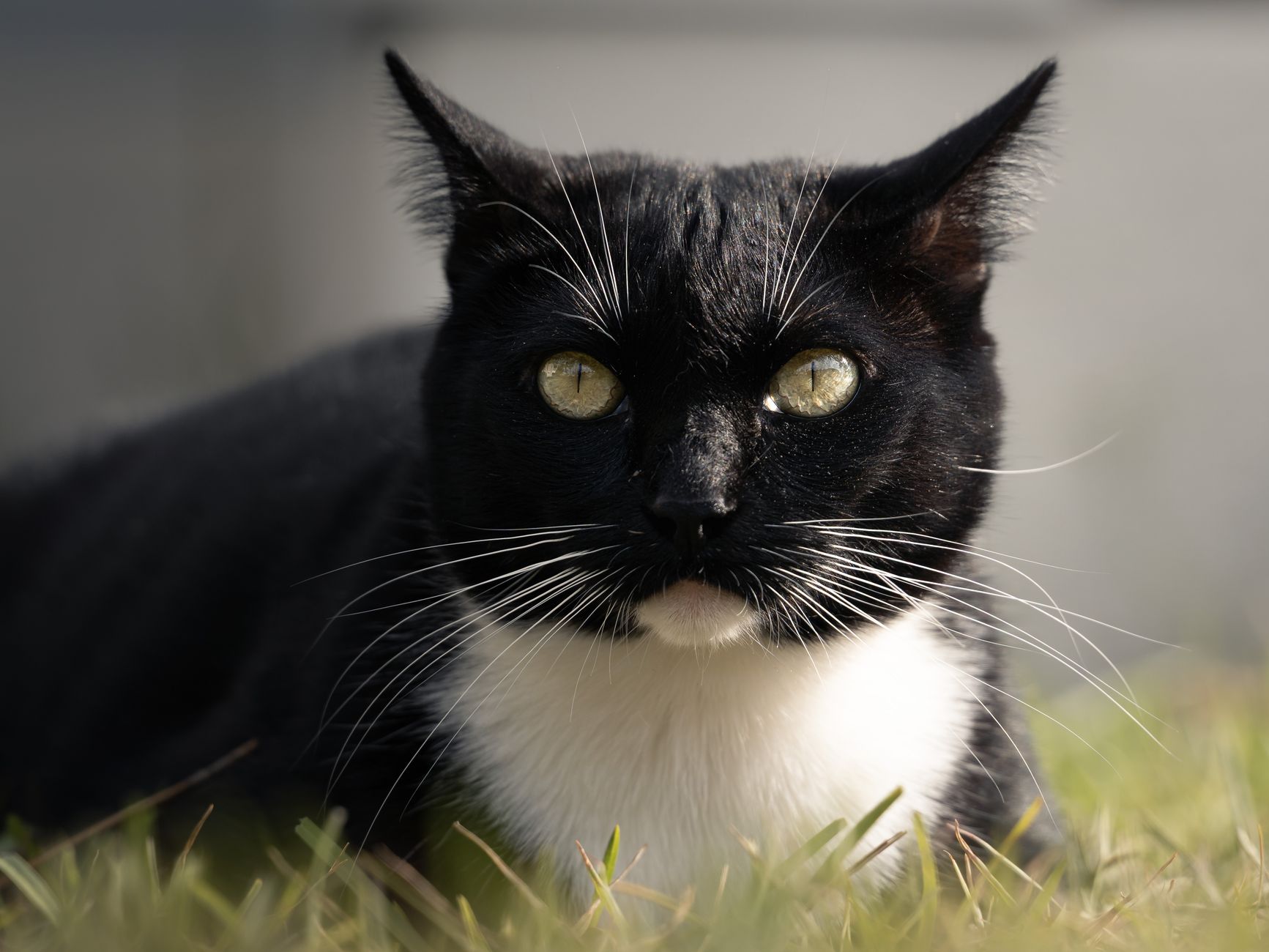 Veterinary care for a cat