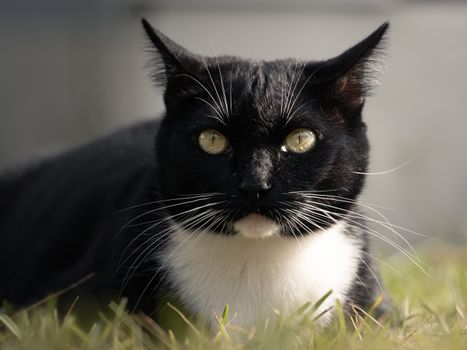 unsinkable sam the cat