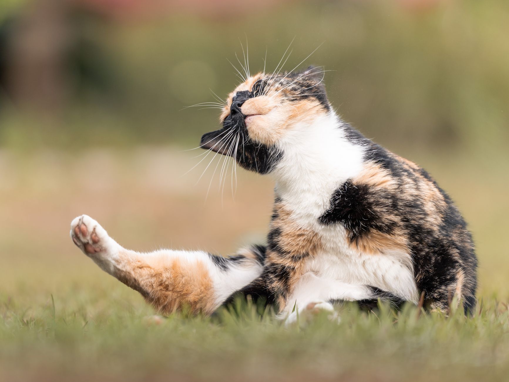 Best Cat Flea Treatments Under $50 (2026)