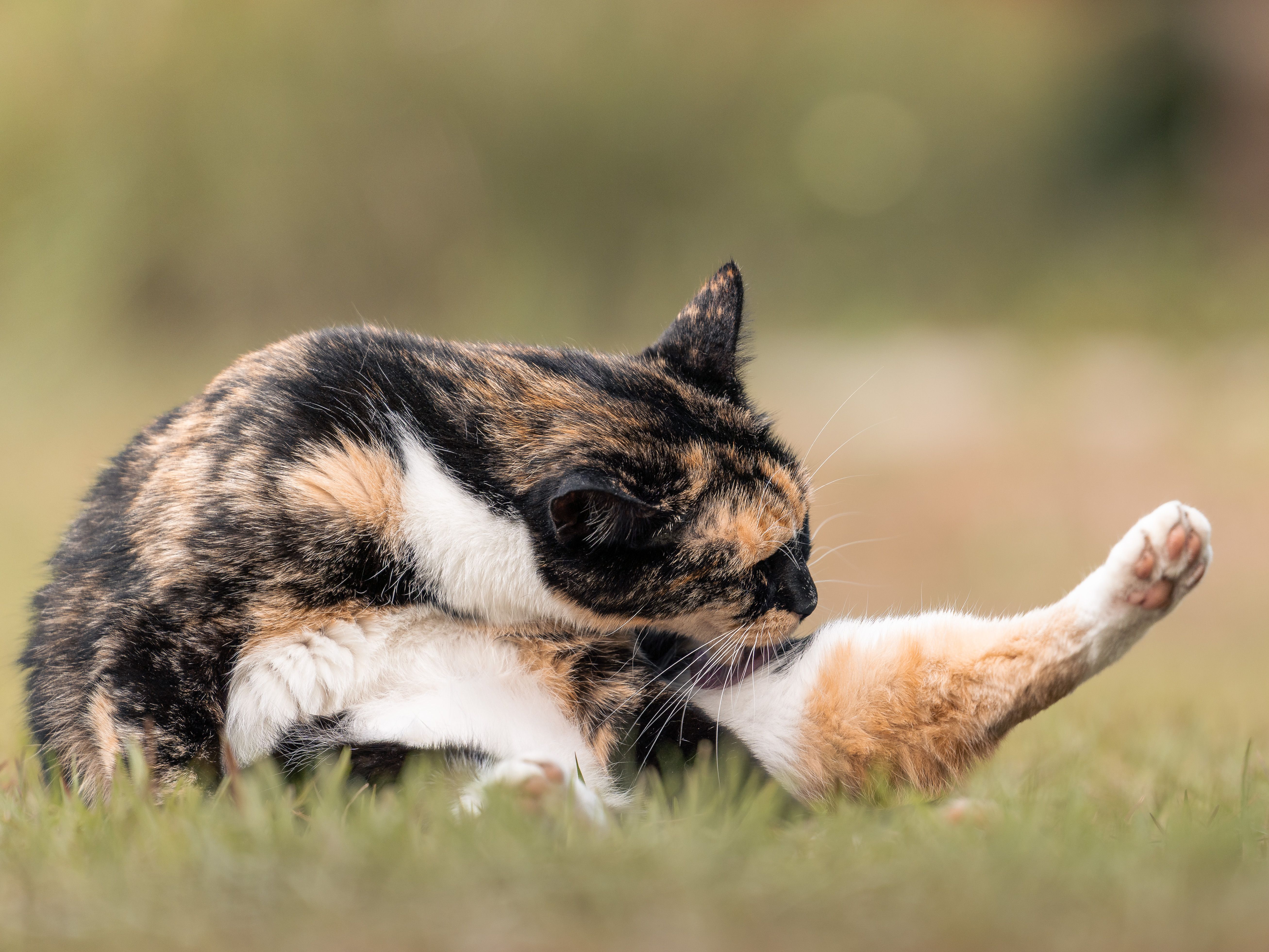 pet care, pet health, pet safety, pet grooming — Photo by Dmytro Koplyk on Pexels