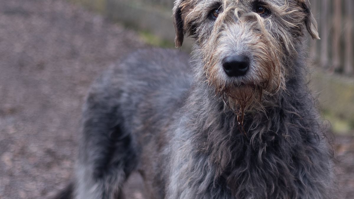 Irischer Wolfshund mit rauem Fell steht auf einem Weg im Freien