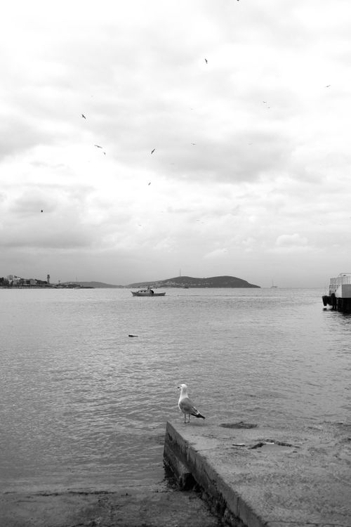 Free Black and white seascape featuring a seagull and a boat on Istanbul's Bosphorus. Stock Photo
