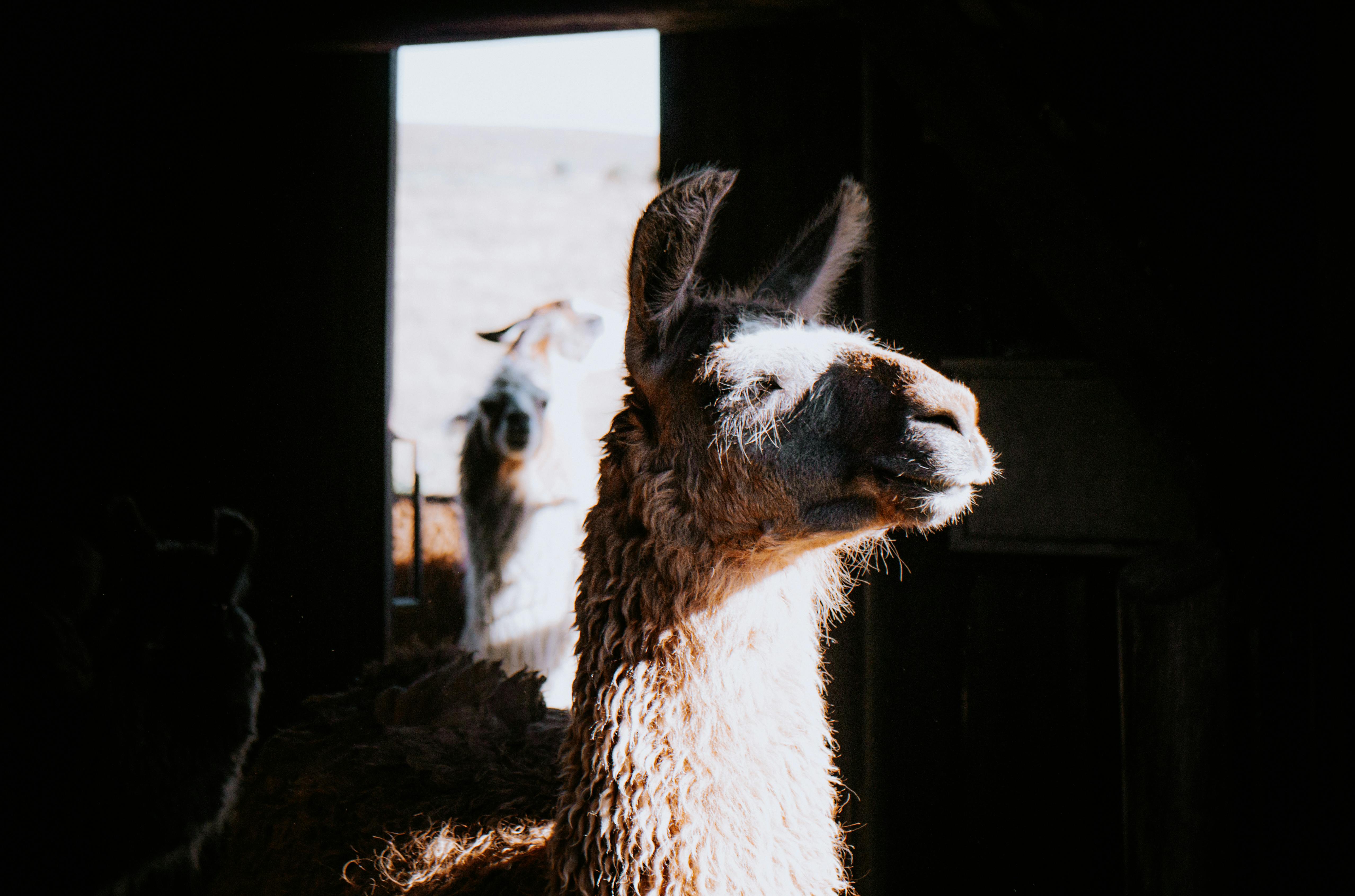 A llama basking in sunlight inside a barn with another llama in the background.