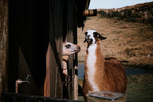 Two llamas relaxing by a barn in a rural landscape on a sunny day.
