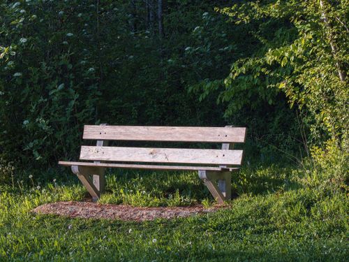 Free Peaceful wooden bench surrounded by lush greenery in a quiet forest clearing. Stock Photo