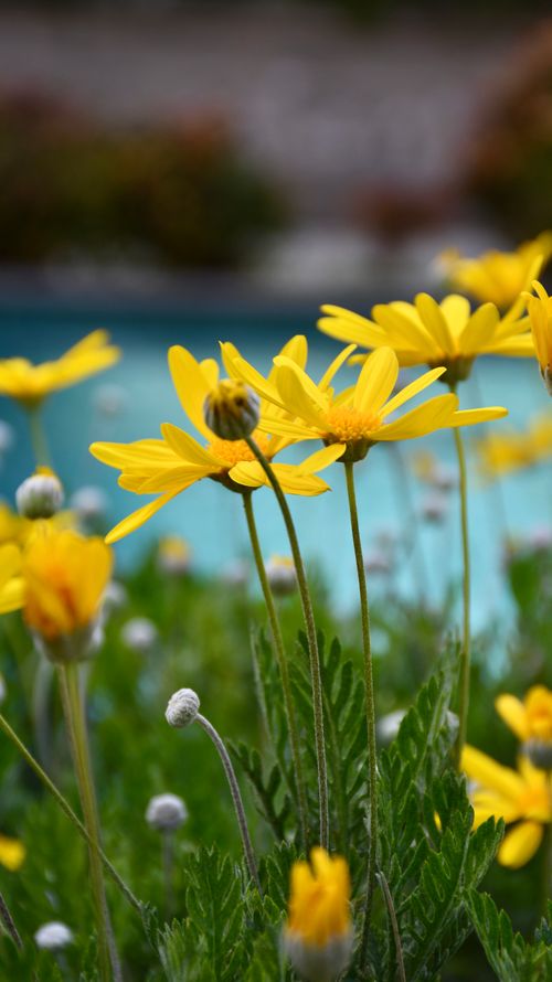 Free A vibrant close-up of yellow daisies with a blurred background, showcasing the beauty of spring. Stock Photo