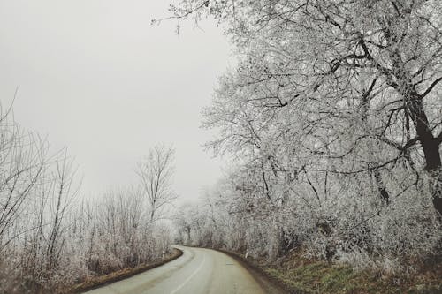 Fotobanka s bezplatnými fotkami na tému cesta, holé stromy, mrazenie