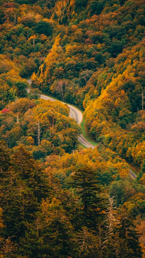 木々の間の狭い道