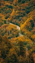 蜿蜒的道路穿过森林，秋叶色彩鲜艳，风景如画