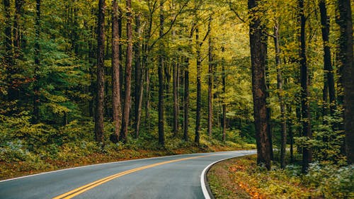 녹색 나무 사이 회색 콘크리트 도로