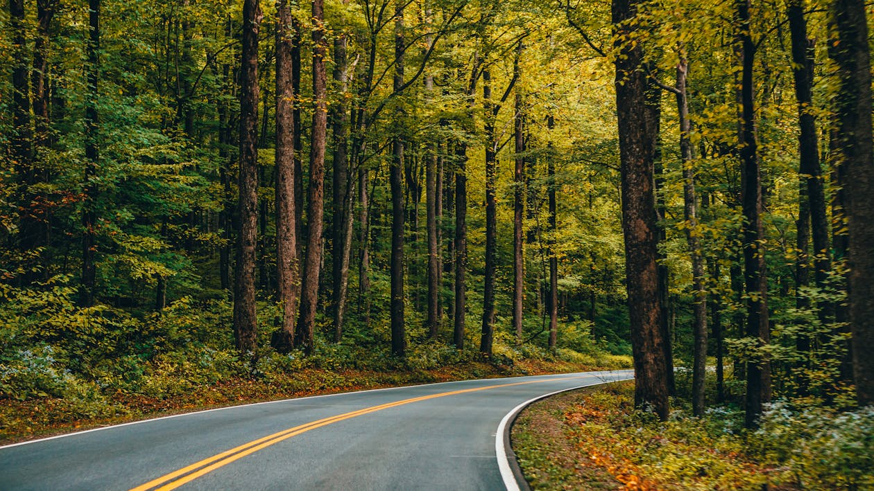Estrada De Concreto Cinza Entre árvores Verdes