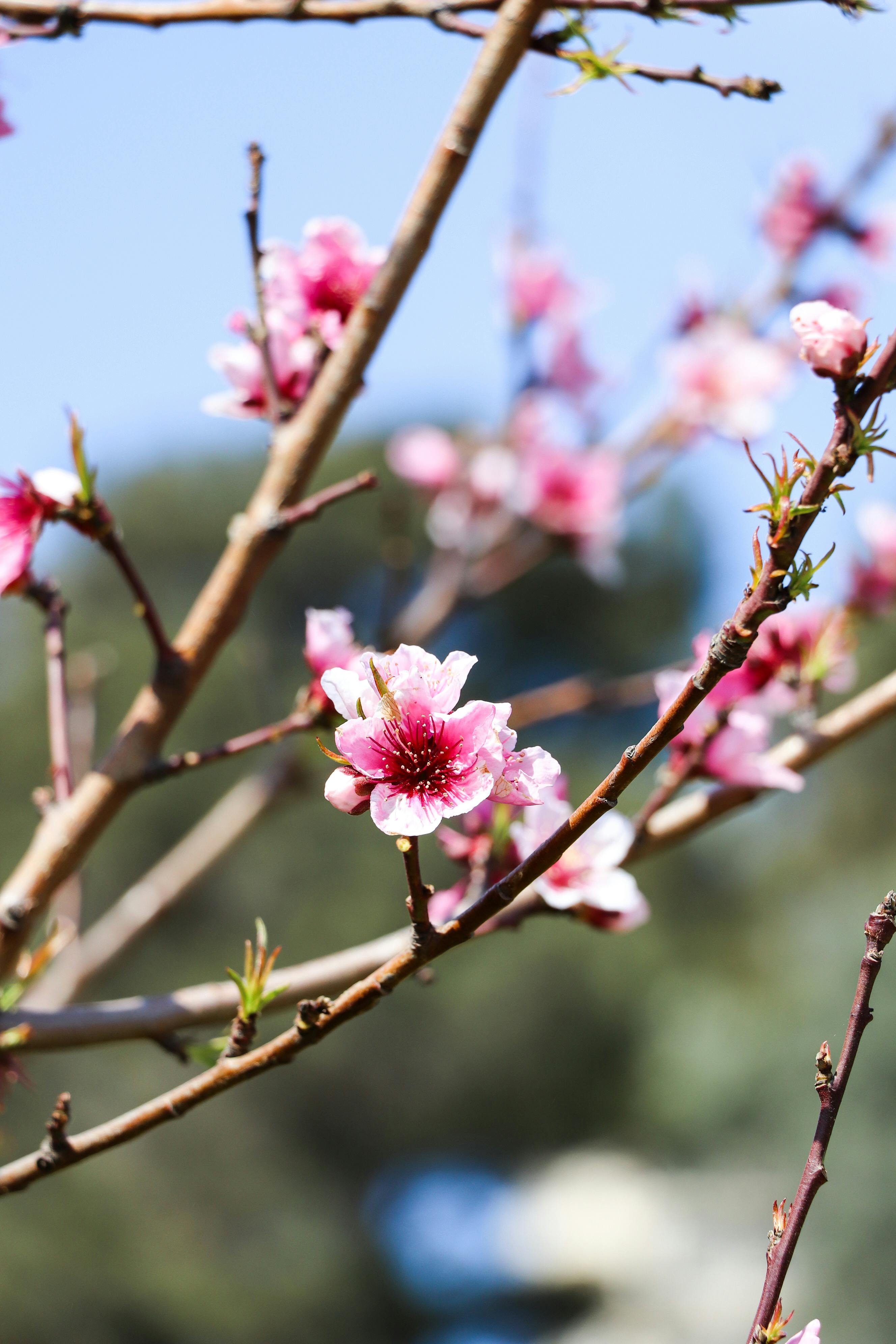 [ColoSach]-vibrant-pink-peach-blossoms-on-branches-against-a-clear-blue-sky,-symbolizing-spring.