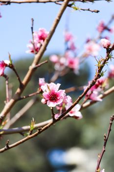 pink peach blossom flowers