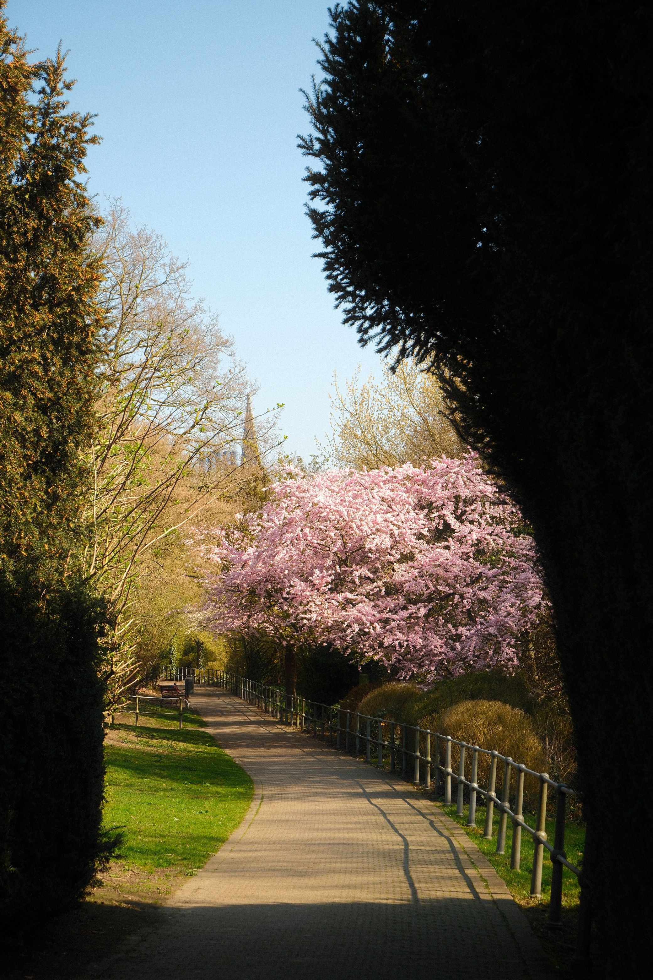 Spring Pathway with Blossom Trees in Münster · Free Stock Photo