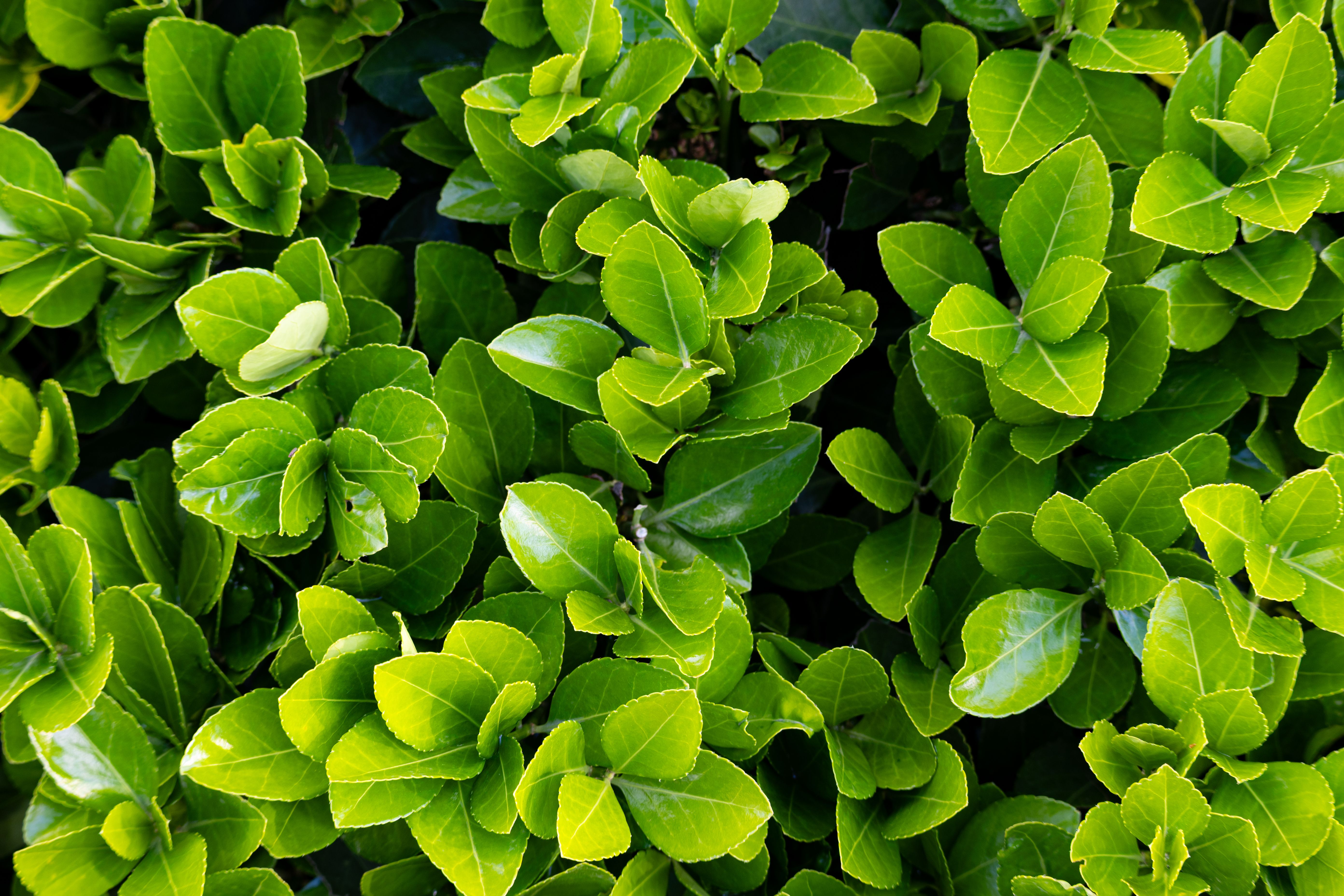 Close-up of lush green leaves in a garden setting, showcasing vibrant natural textures.