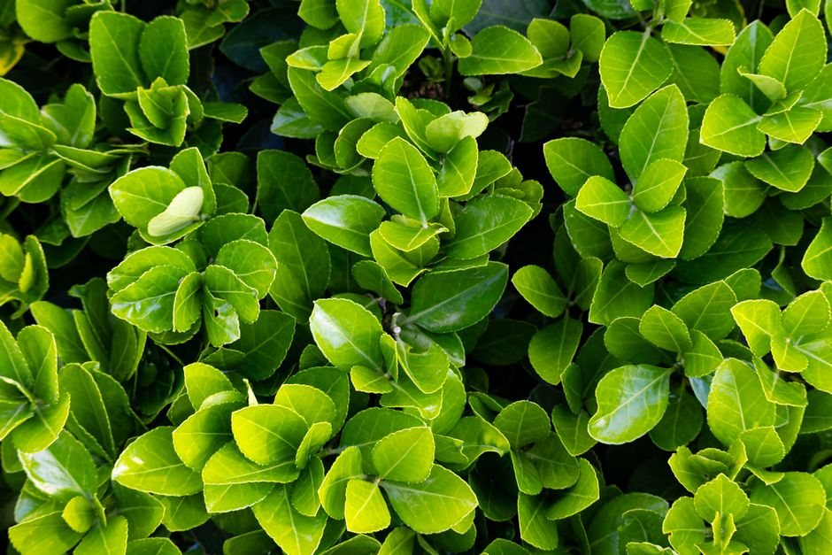 Close-up of lush green leaves in a garden setting, showcasing vibrant natural textures.