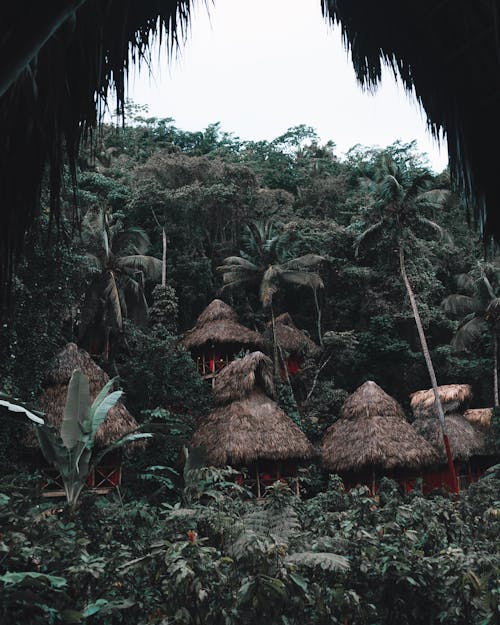 Δωρεάν στοκ φωτογραφιών με nipa huts, δασικός, δέντρα
