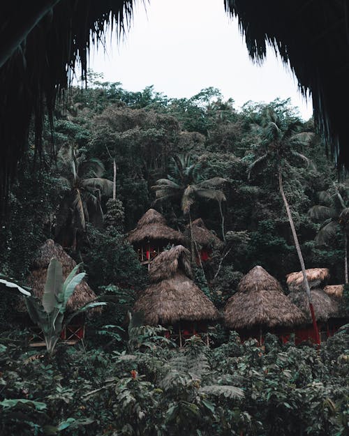 Brown Nipa Huts Près Des Arbres