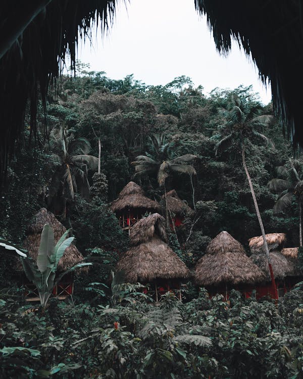 Amazon Rainforest