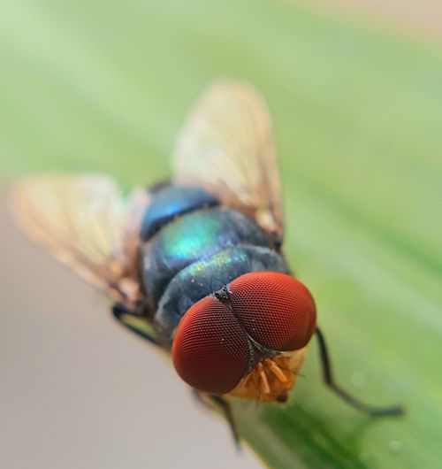 Free Macro shot of a housefly perched on a green leaf showing intricate wing patterns. Stock Photo