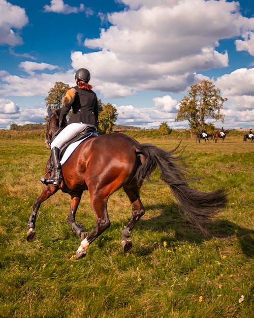 Free Person  Leather Jacket Riding Brown Horse Stock Photo
