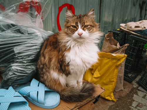 Free A fluffy cat sits outdoors surrounded by household items, conveying an urban feel. Stock Photo