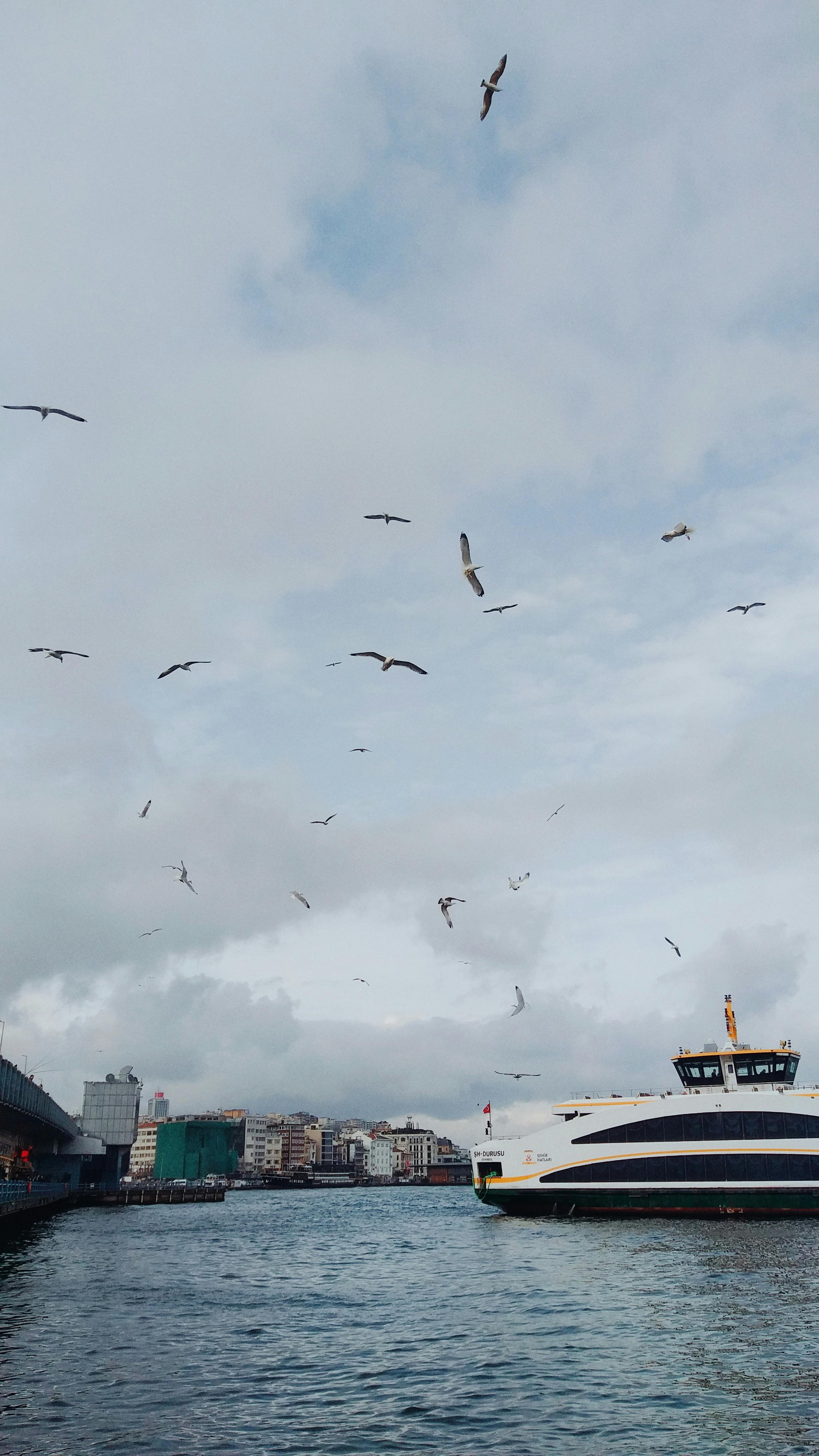 A serene harbor with seagulls flying over a ferry and cityscape under a cloudy sky.