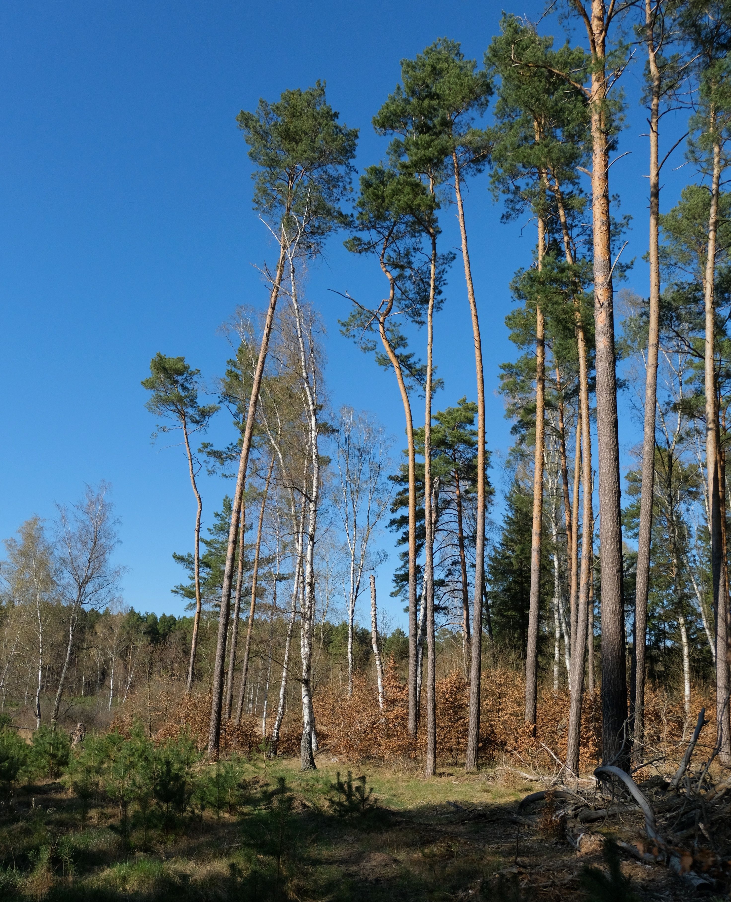 Tall Pine Trees Against Clear Blue Sky · Free Stock Photo
