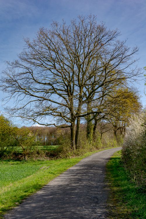Free A peaceful rural pathway lined with bare oak trees under a clear blue sky in Coesfeld. Stock Photo