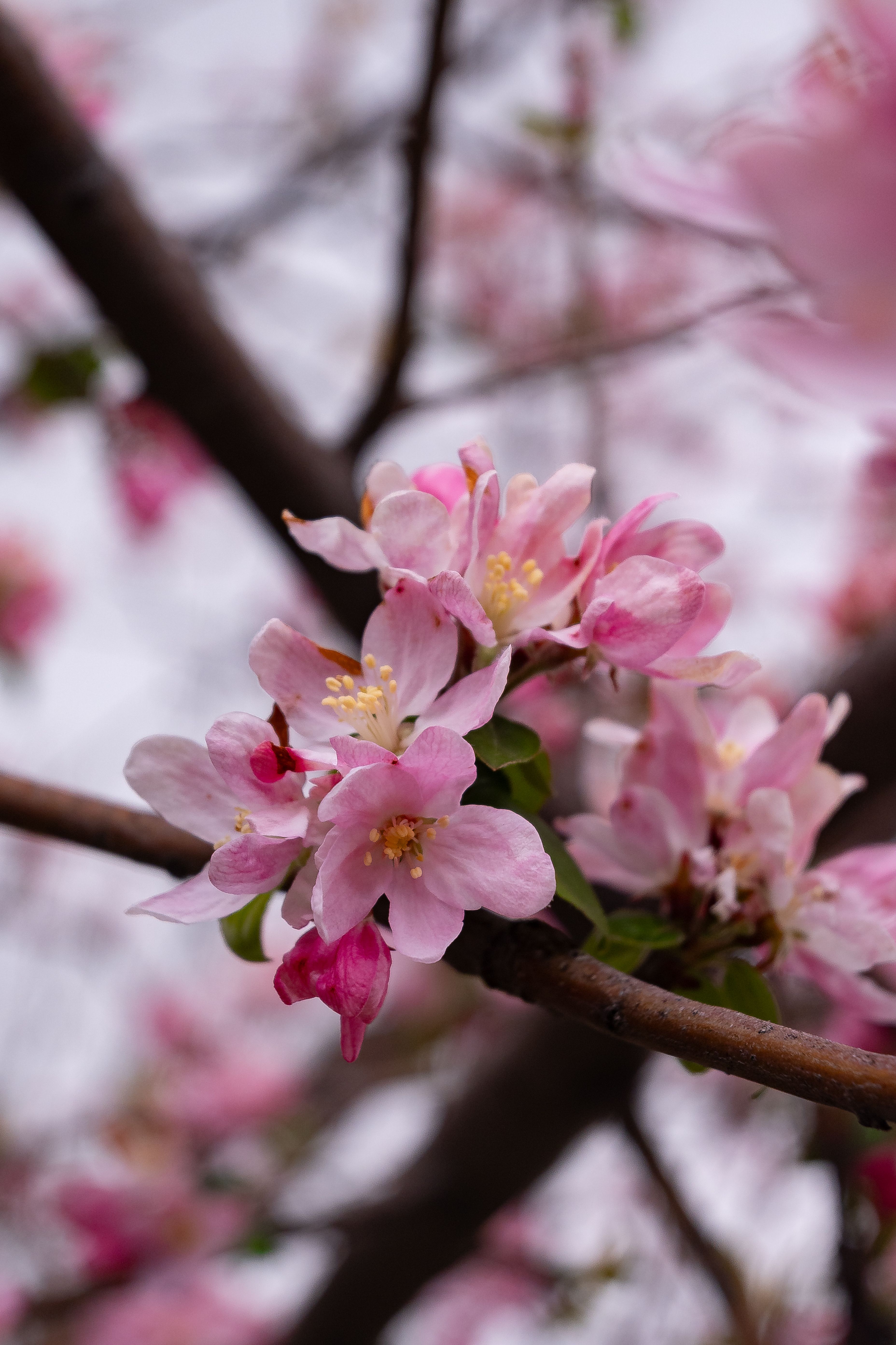 Pink Cherry Blossoms on a Tree Branch in Spring · Free Stock Photo