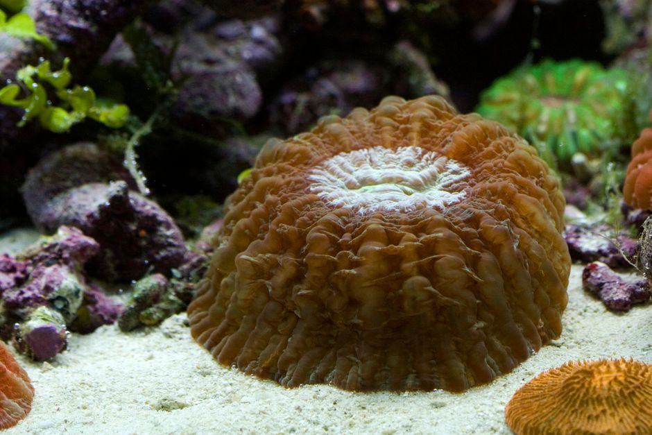 Genetically Enhanced Corals Show 20% Higher Survival in Warmer Waters