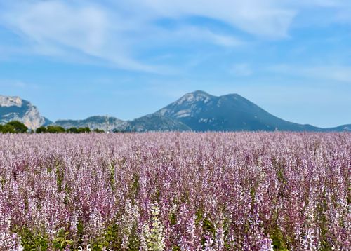 Free A breathtaking lavender field stretches towards a majestic mountain backdrop under a clear blue sky in Provence, France. Stock Photo
