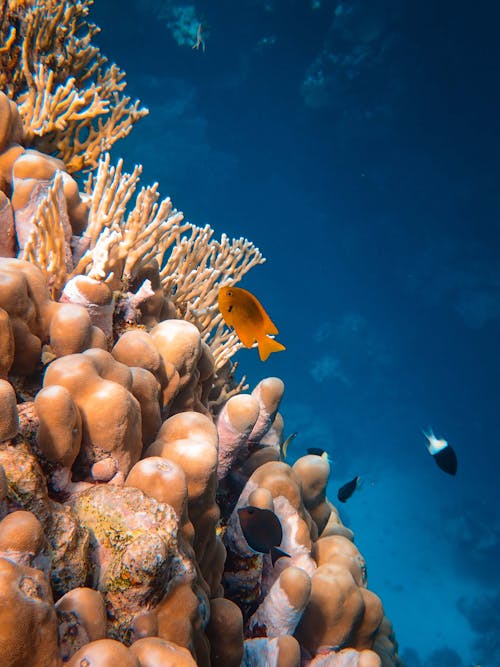 無料 サンゴ礁のオレンジと白の魚 写真素材