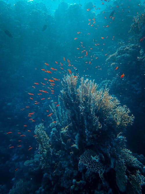 Школа рыб возле коралловых рифов