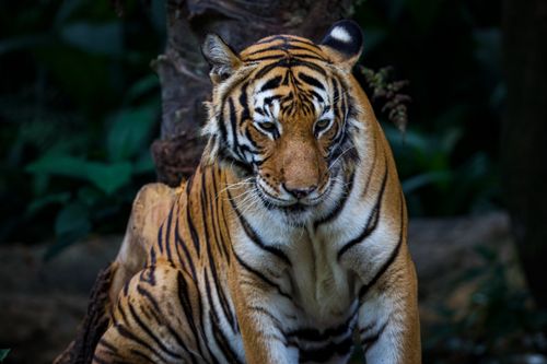 Free Close-up portrait of a Bengal tiger in a dense jungle setting, showcasing its striking features. Stock Photo