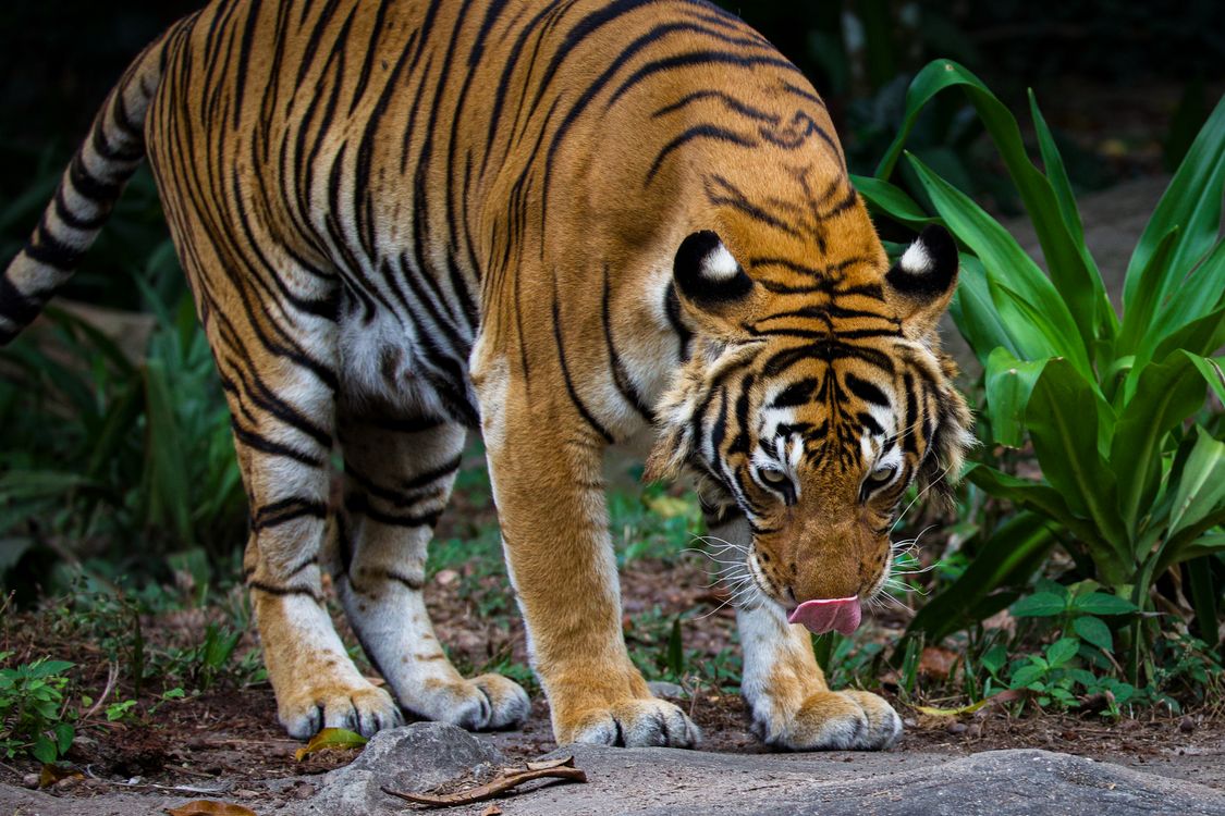 Majestic Bengal Tiger in Lush Greenery · Free Stock Photo