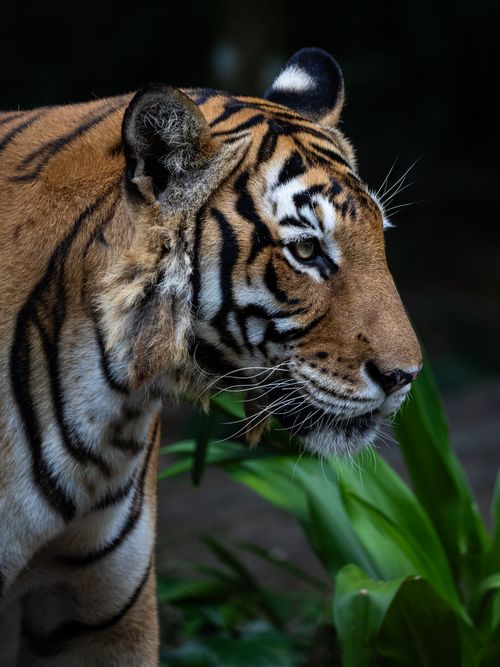 Free Close-up of a Bengal tiger in a lush, natural habitat, highlighting its intense gaze and striking stripes. Stock Photo