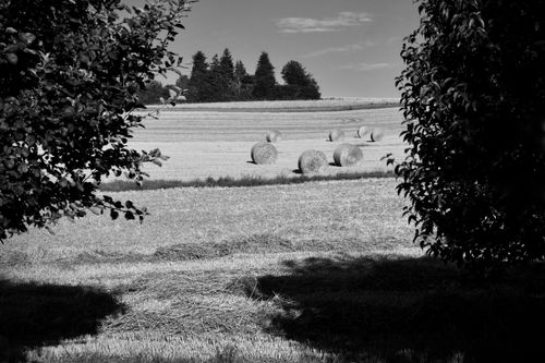 Free Scenic black and white photography of rural landscape with hay bales and trees. Stock Photo