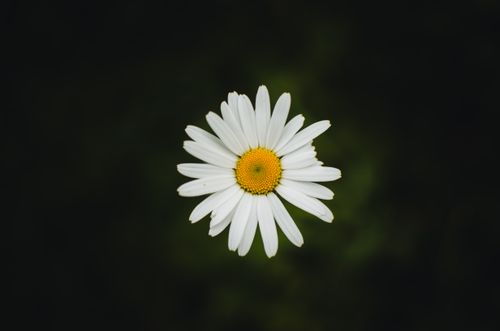 Free A single white daisy captured in sharp detail against a dark, blurred background. Stock Photo