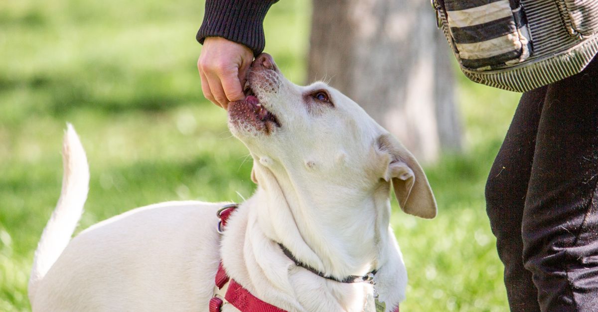 Why Pure Positive Reinforcement Fails Most Dog Owners (And What Actually Works for Real-World Obedience)