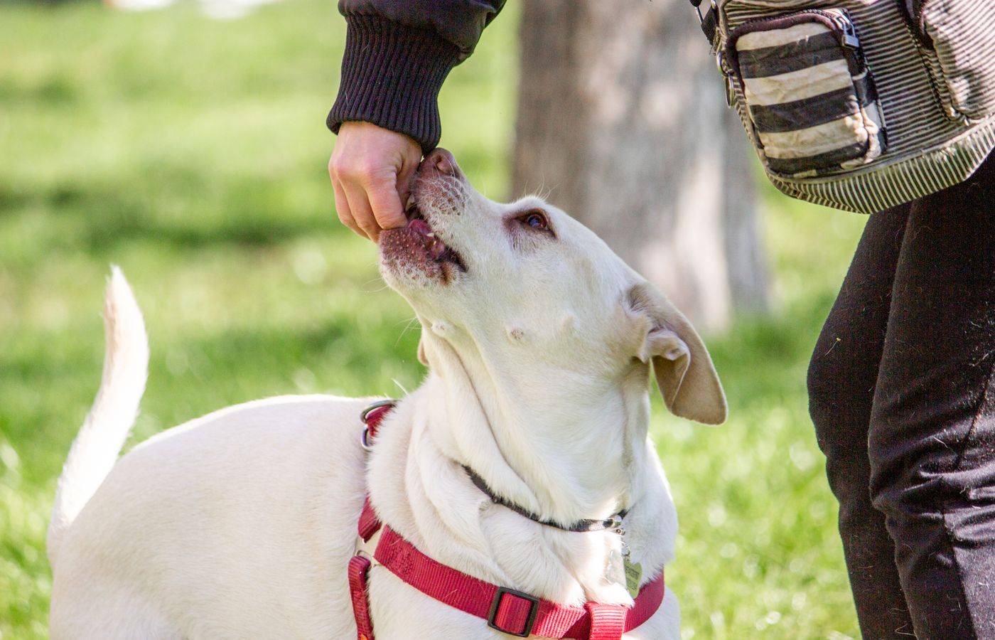 A Labrador Retriever receives a treat from its owner during outdoor training.