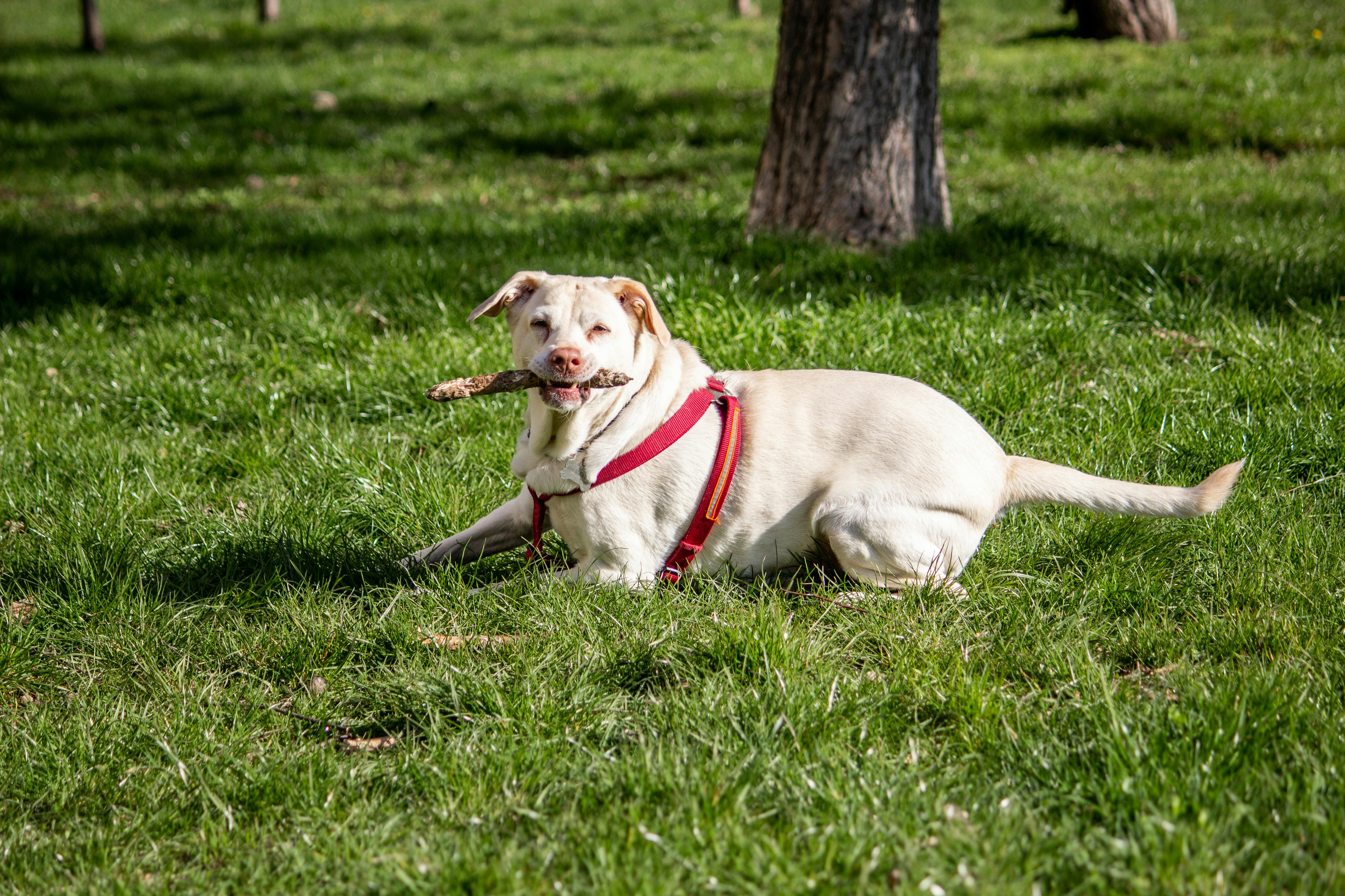 pet insurance pet wellness — Photo by Natalia Sevruk on Pexels