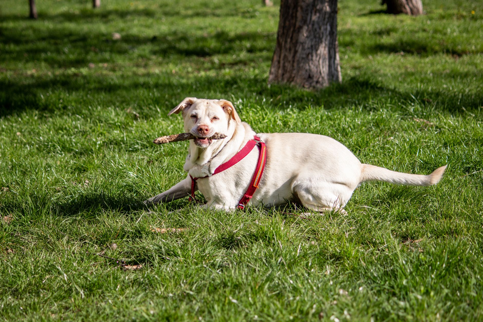 Are Miniature Labradors Healthy? 6 Red Flags Behind the "Mini Lab" Trend